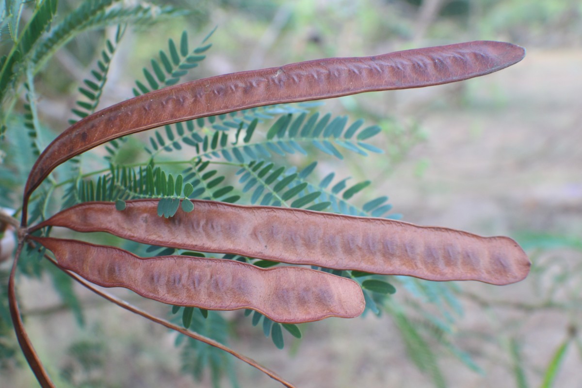 Leucaena leucocephala (Lam.) de Wit